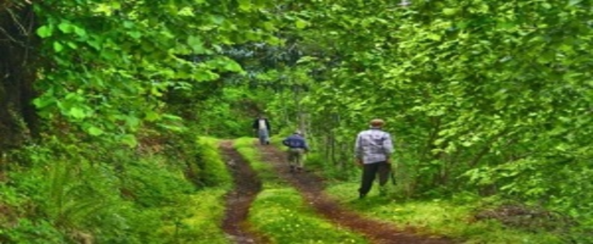 `Fındık Bahçeleri Bakımsız`