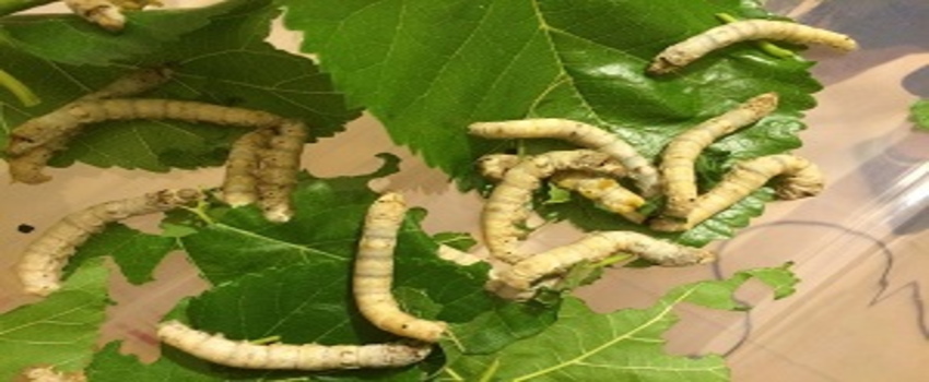 İpek Böceklerini Yaşatan Tasarım