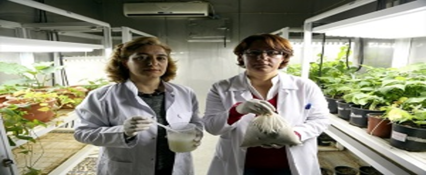 Peynir Altı Suyu Tarımsal Üretimi Artırdı