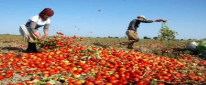 Salçalık Domateste Verim Düşük