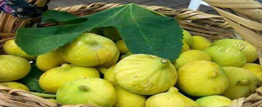 Aydın İnciri AYTO`da Değerlendirilecek