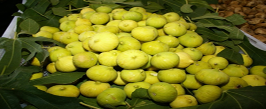 İncirde 1 Milyar Dolarlık İhracat Hayal mi?