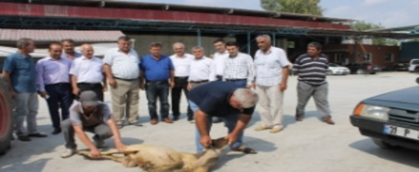 TMO Mısır Alımına Başladı