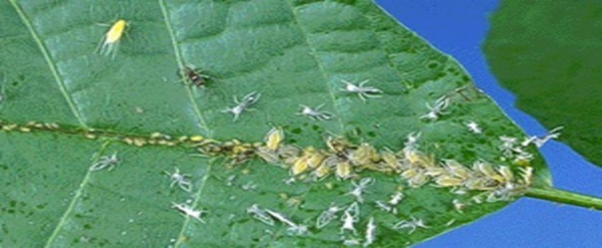 Ziraat Odası`ndan Pamuk Üreticilerine Uyarı