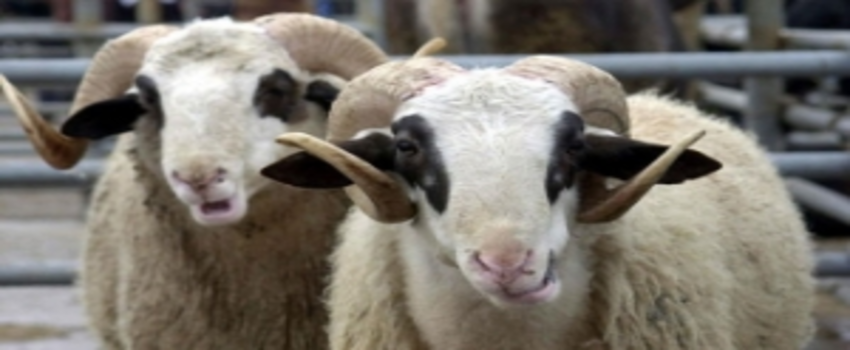 Kurbanlık Alacaklar DİKKAT!