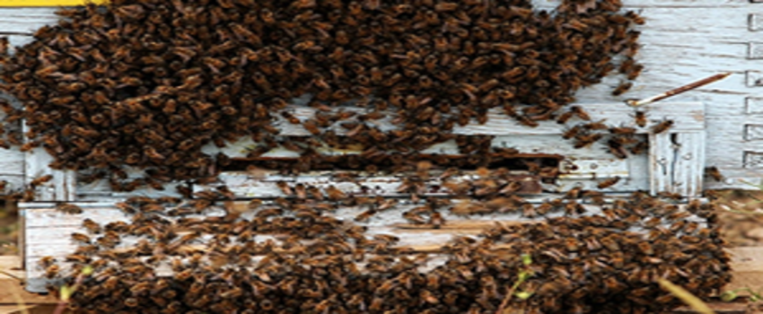 Kraliçe Arılar `Ekmek Kapısı` Oldu