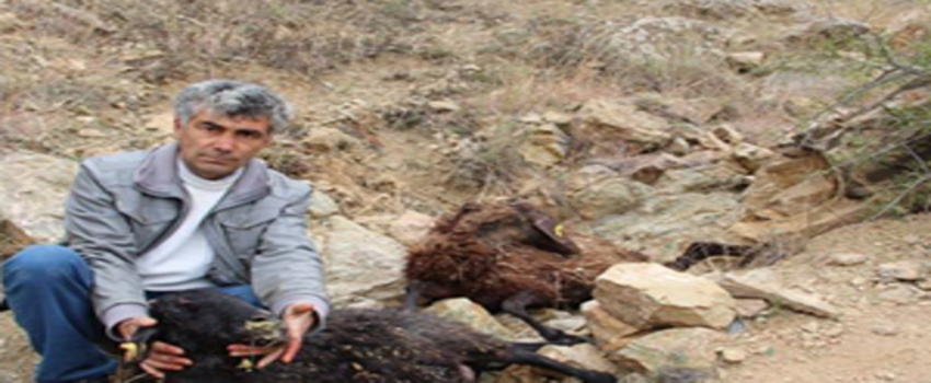 Aç Sokak Köpekleri 7 Koyunu Yedi