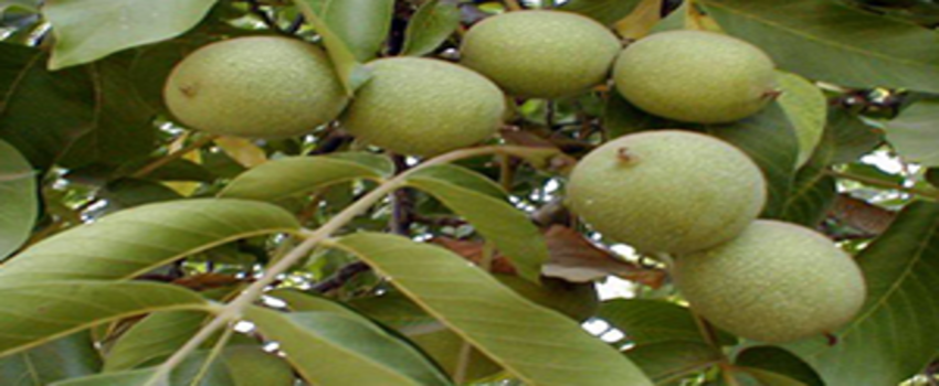 Aşırı Sıcaklar Cevizde Stoka Neden Oldu