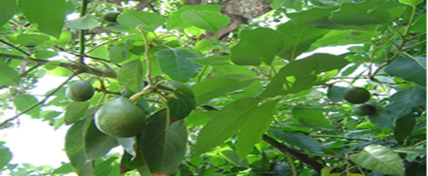 Alanya Avokadonun Üretim Merkezi Oldu