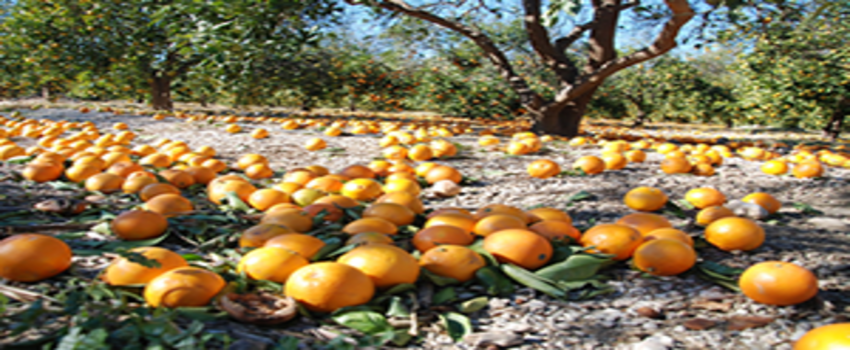 Bin 500 Dekar Araziye Yazık Oldu