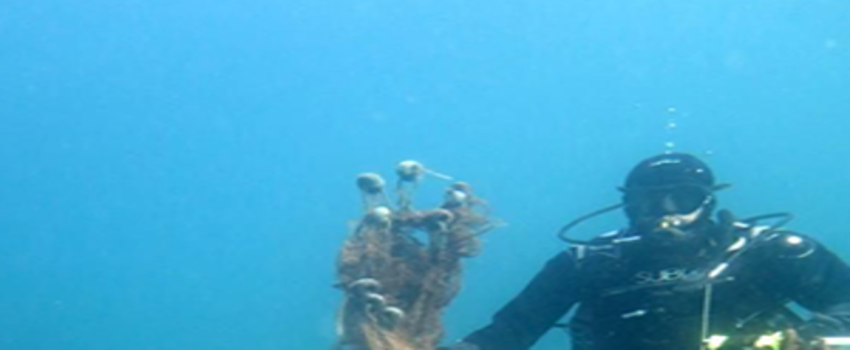 Çanakkale`nin Adaları Terk Edilmiş Ağlardan Temizleniyor