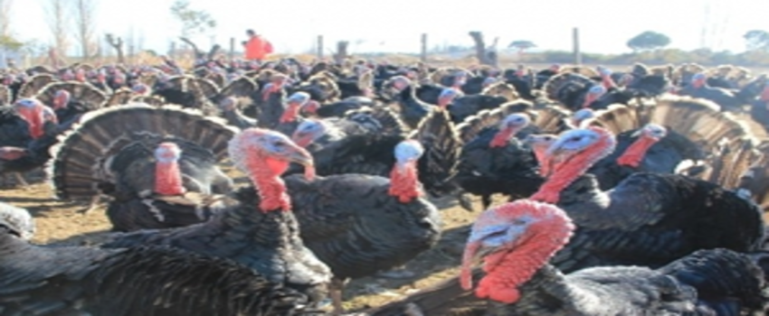 Organik Hindiler İlgi Görüyor