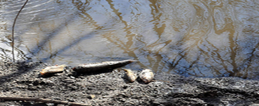 Balık Ölümlerinin Devam Etmesi Endişeyi Arttırıyor