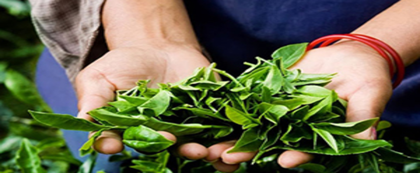 Organik Türk Çayı, Sektöründe Dünya Liderliğine Aday