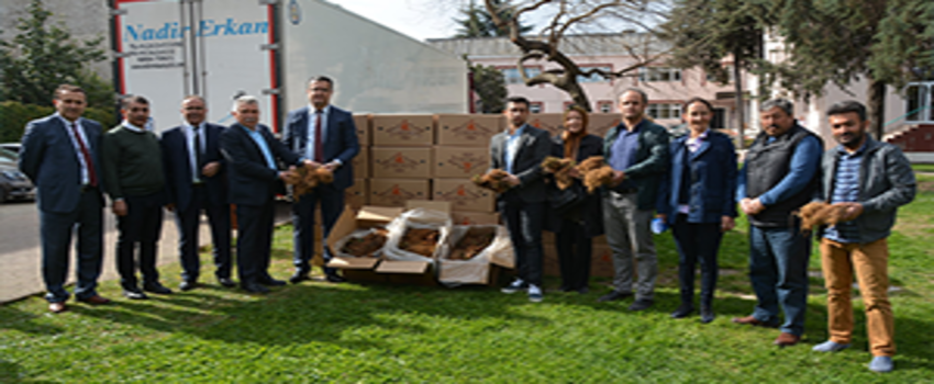 240 Bin Çilek Fidesi Dağıtıldı