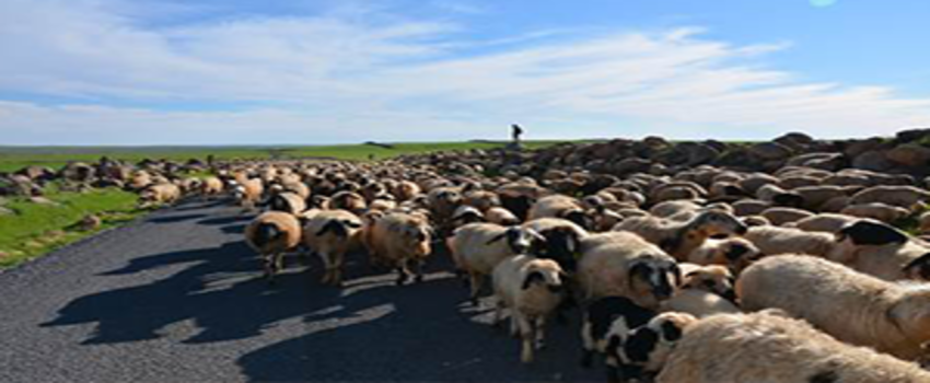 Göçerler Yola Çıktı