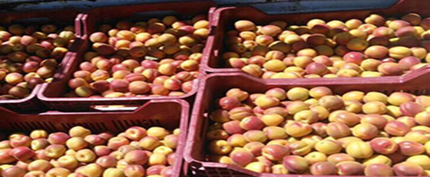 Erkenci Sofralık Kayısı Hasadı Başladı