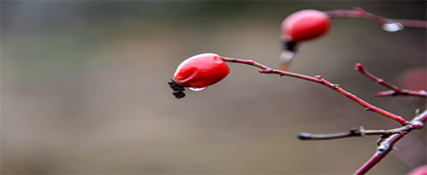 Kuşburnu Türlerinin Yüzde 57`si Gümüşhane`de