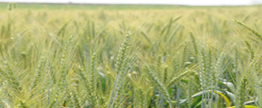 Buğday Üreticisi Bu Yıl Umutlu