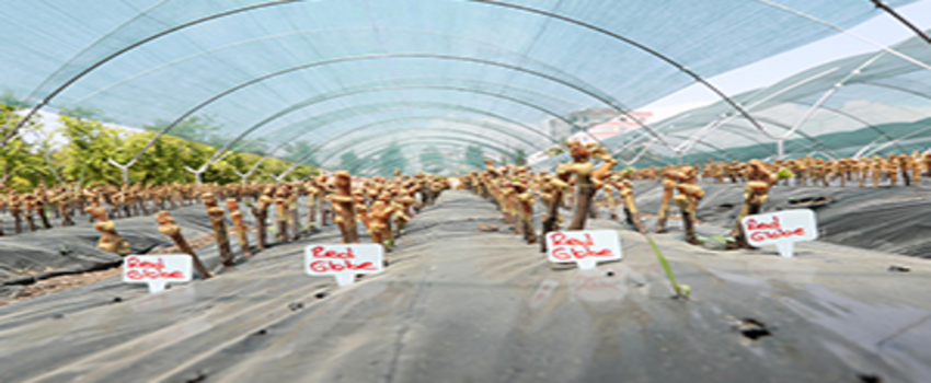 `Aşılı Asma Fidanı Üretimi Projesi` Hayata Geçiyor