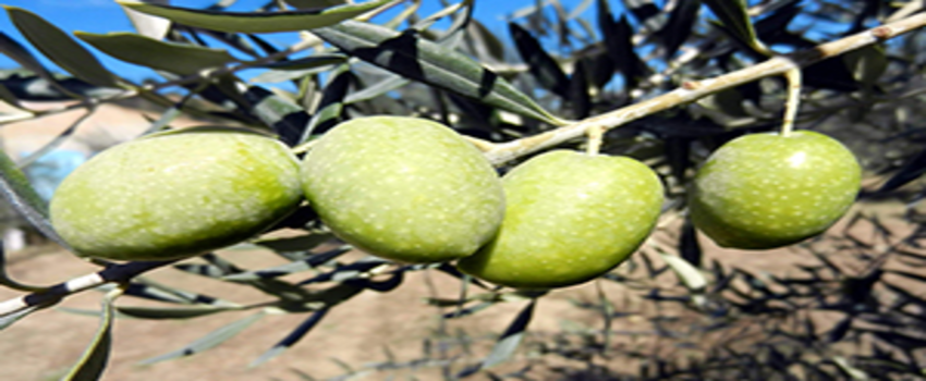 Zeytinyağı İhracatında Yüzde 425`lik Rekor Artış