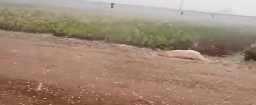 Aşırı Yağış, Tarlalara Zarar Verdi