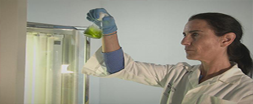 Biyoteknoloji`de Mikroalgler