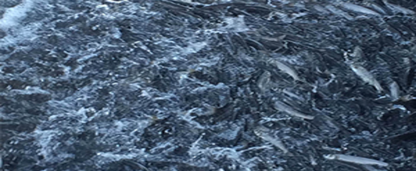 İnci Kefalin Zorlu Yolculuğu