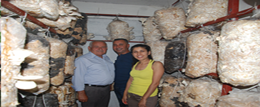 Silifke`de İlk İstiridye Mantar Üreticisi