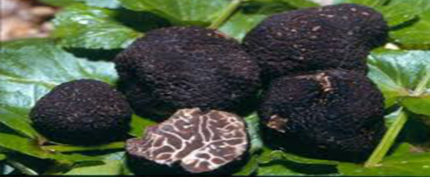 Trüf Mantarı ve Tıbbi Aromatik Bitkiler Ağı Projesi` Başarıyla Tamamlandı