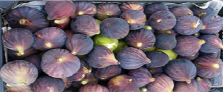 Aydın İnciri Temiz Çıktı