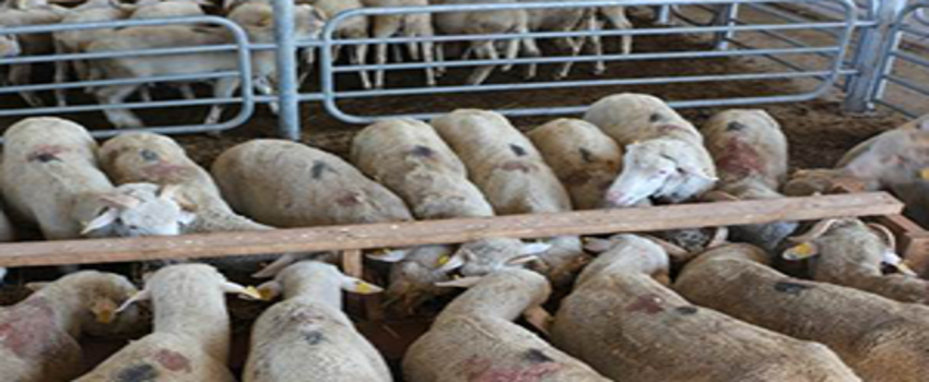 3 Bin 585 İşletmede 331 Bin Adet Küçükbaş Hayvan Yetiştiriliyor