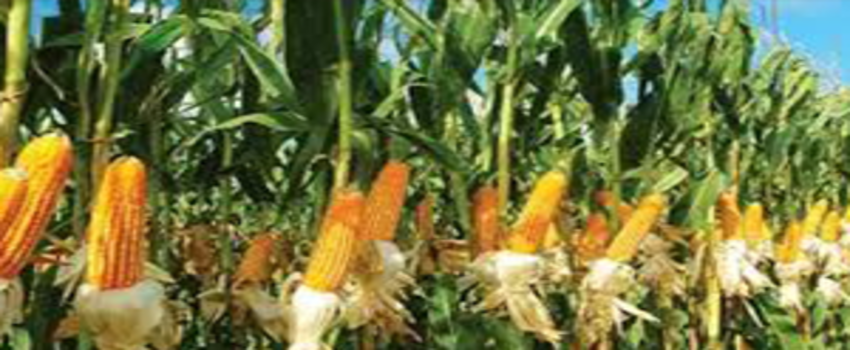 TMO`dan Gelecek Habere Odaklandılar