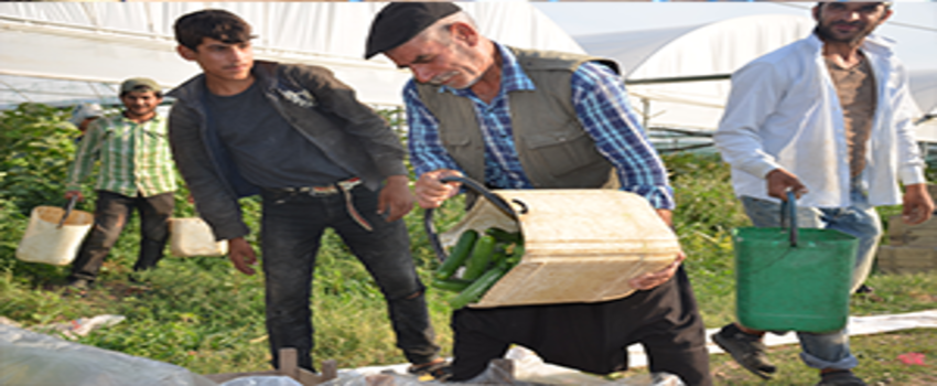 Yerinde 50 Kuruş, Pazarda 2 TL