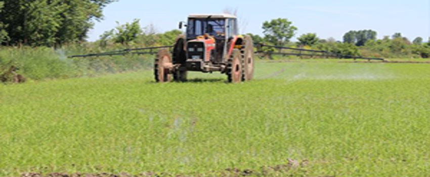 Üreticinin 1 Kilogram Çeltik Maliyeti 1,76 TL