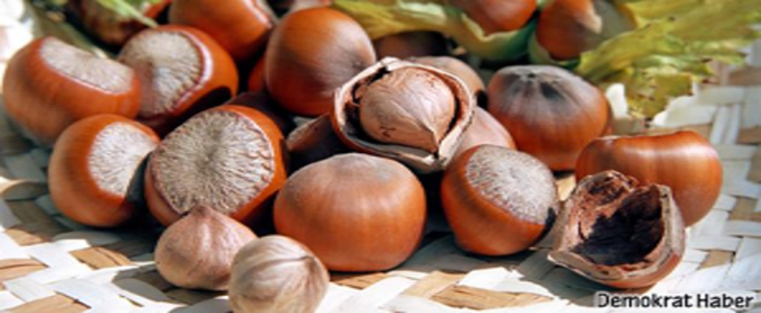 Bakan`dan Fındık Fiyatları Açıklaması