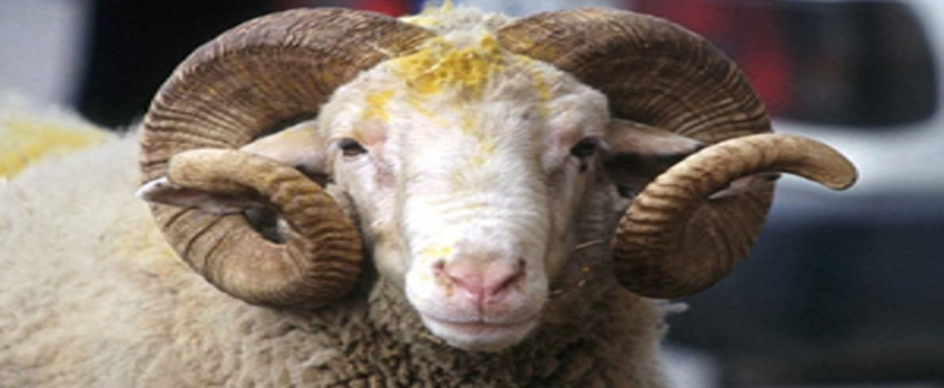 Kurban Fiyatları Yarı Yarıya Düştü