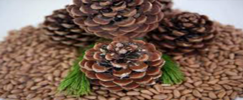 Tartışma Yaratan Fıstık Çamları Yargıda Çözüm Bulacak