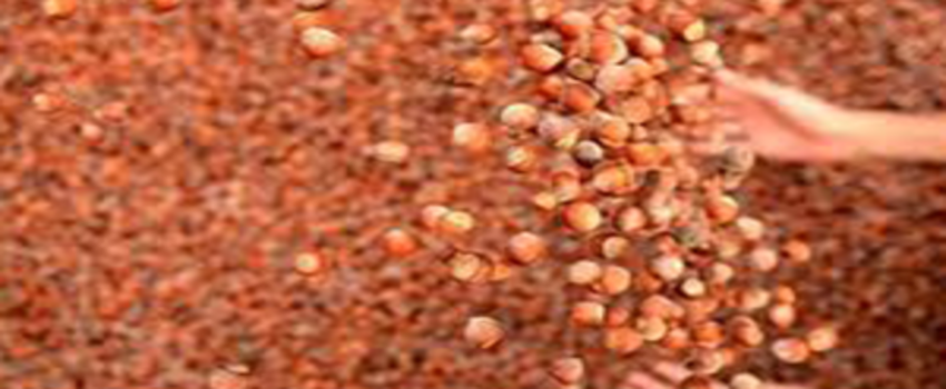 Fındık`ta Milyon Dolarlık Kaybımız Var