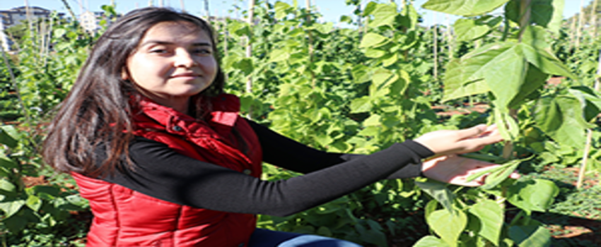 Soğuğa Dayanıklı Fasülye Üretildi