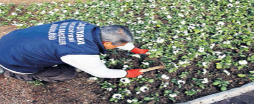150 Bin Çiçek Alarak Hem Üreticiye Hem Çevreye Katkı Sağladı