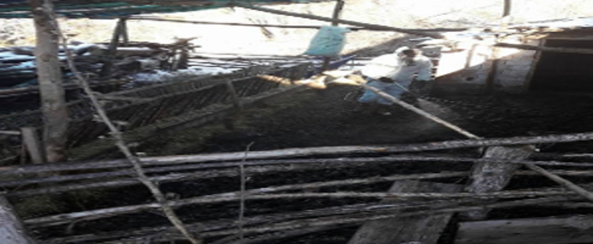 Barınaklarda İlaçlama Çalışmaları Başladı