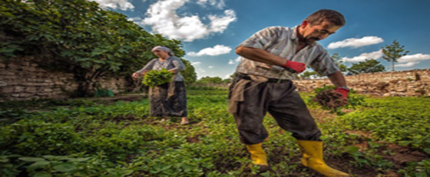 Bu Bitkileri Üreten Zengin Oluyor