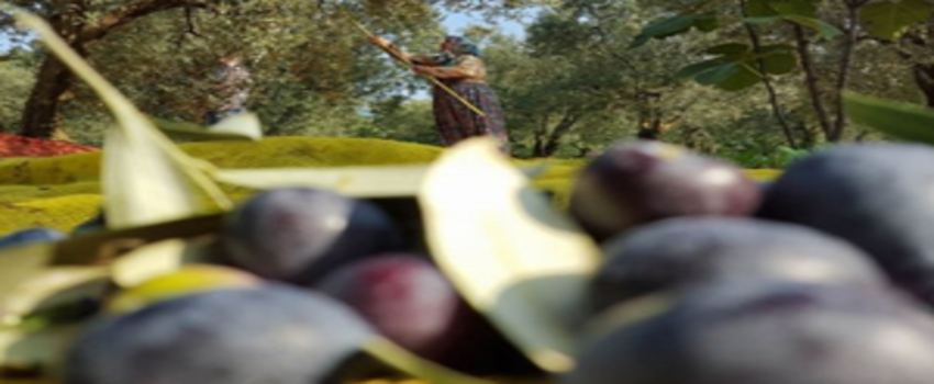 Yapılan Bilinçli Hasat Rekolteyi Arttırdı