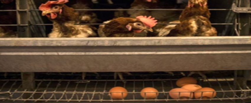 Et,Süt ve Yumurta Üretimi Hibe Başvuruları Başladı