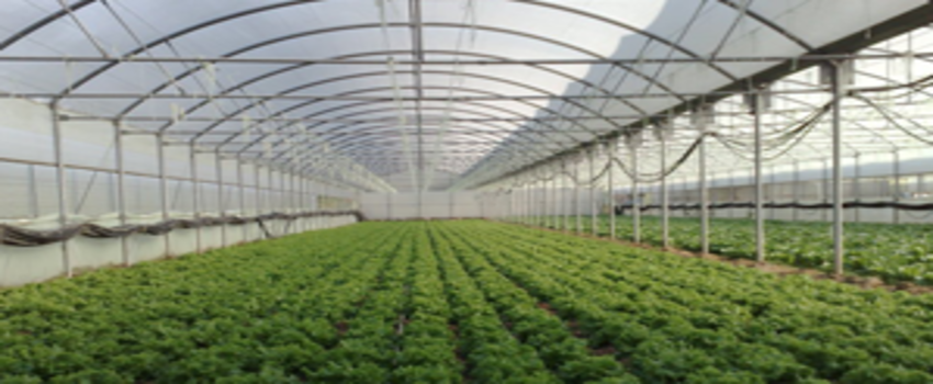 Örtü Altı Üretim 8 Milyon Tona Ulaştı