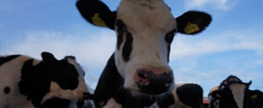 250 Bin Düve Projesi Başvuruları İçin geri Sayım Başladı