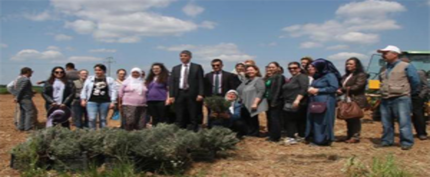 60 Kadın Çiftçi Lavanta Dikti