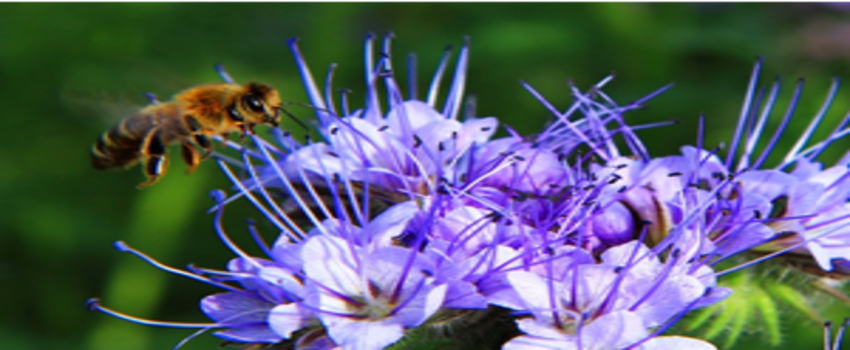 Arı Otu Bitkisi Arı Ölümlerini Engelleyecek