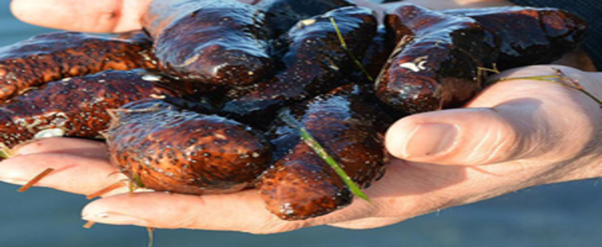 Deniz Patlıcanı Nedir?  Nelere İyi Gelir?